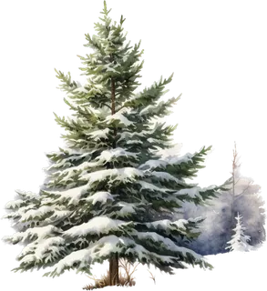Snow-dusted spruce beside a little evergreen