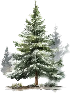 Watercolor spruce tree in the snow